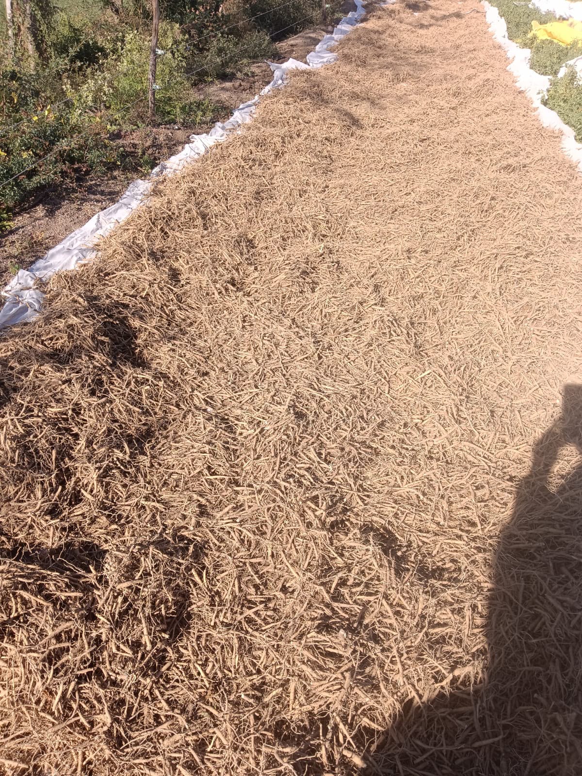 Ashwagandha supplier farm field